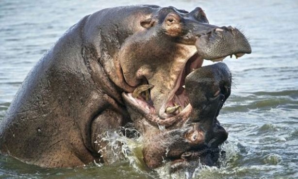 Foto - 15 dakika boyunca kaplana direndi ama...