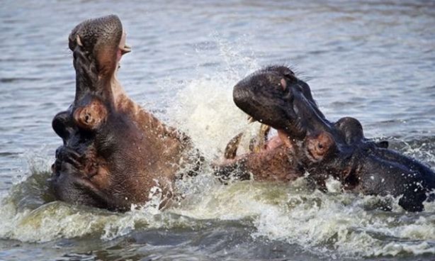 Foto - 15 dakika boyunca kaplana direndi ama...