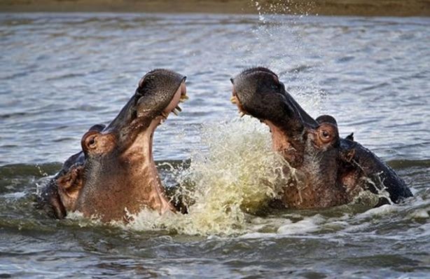 Foto - 15 dakika boyunca kaplana direndi ama...