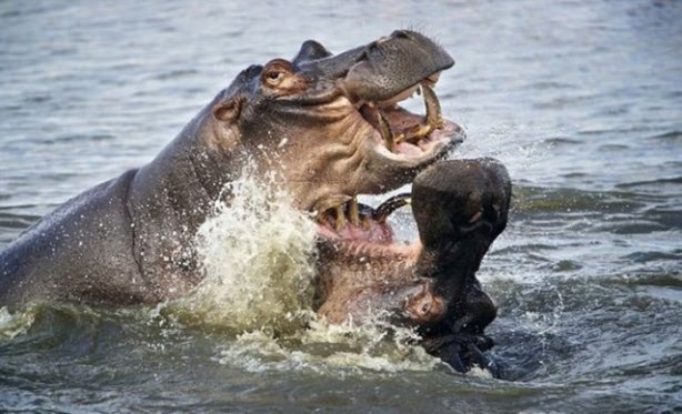 Foto - 15 dakika boyunca kaplana direndi ama...