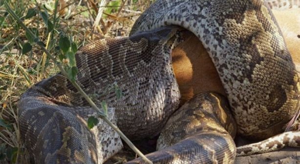 Foto - 15 dakika boyunca kaplana direndi ama...