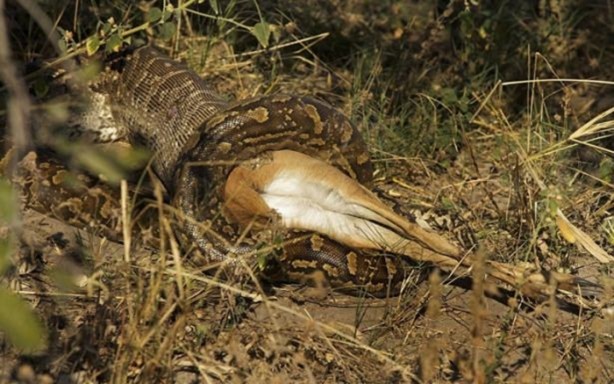 Foto - 15 dakika boyunca kaplana direndi ama...