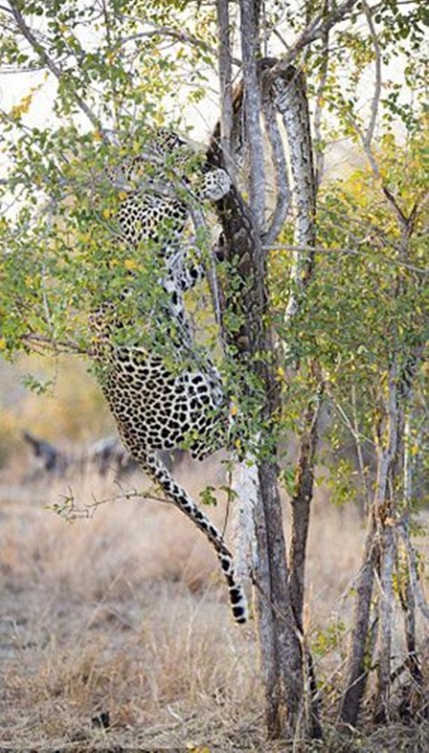 Foto - 15 dakika boyunca kaplana direndi ama...