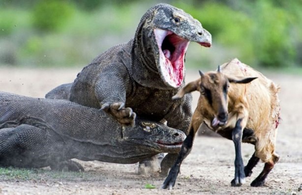 Foto - 15 dakika boyunca kaplana direndi ama...