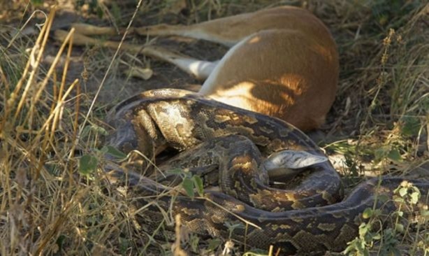 Foto - 15 dakika boyunca kaplana direndi ama...