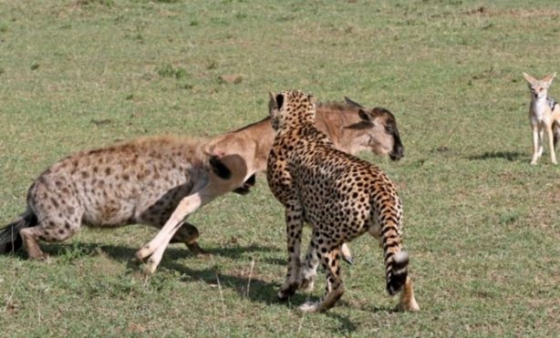 Foto - 15 dakika boyunca kaplana direndi ama...