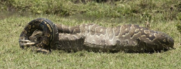 Foto - 15 dakika boyunca kaplana direndi ama...