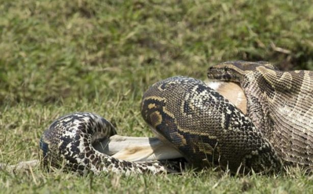Foto - 15 dakika boyunca kaplana direndi ama...