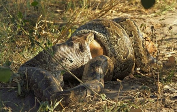 Foto - 15 dakika boyunca kaplana direndi ama...