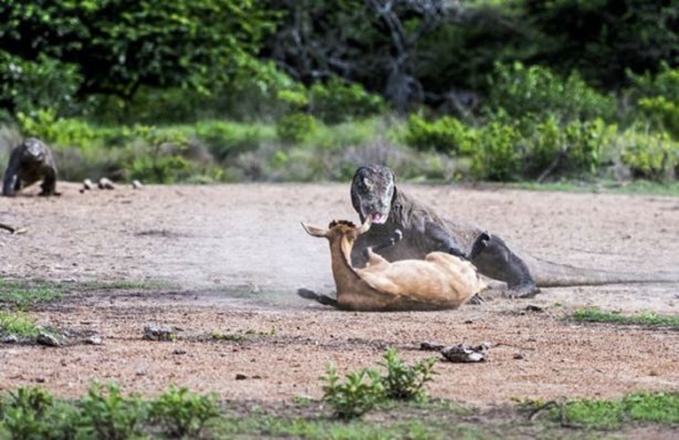 Foto - 15 dakika boyunca kaplana direndi ama...