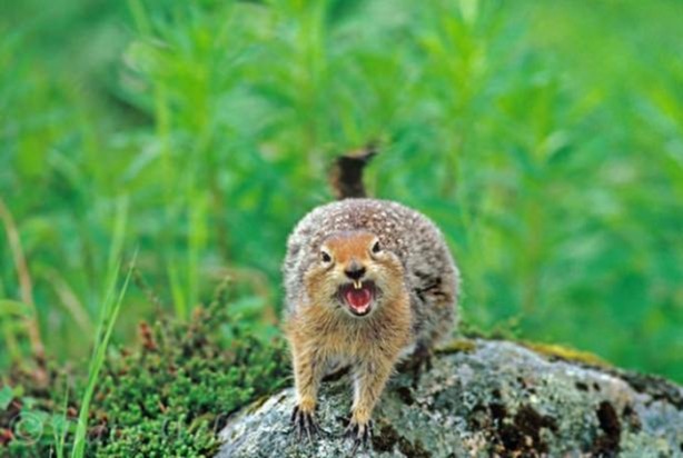 Foto - 15 dakika boyunca kaplana direndi ama...