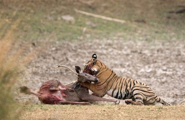 Foto - 15 dakika boyunca kaplana direndi ama...