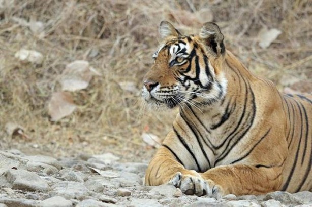 Foto - 15 dakika boyunca kaplana direndi ama...