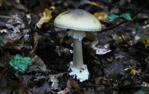 Foto - 15 Mayıs'ta Türkiye'nin her yerinde olacaklar! Uzmanlar vatandaşları uyarıyor: Aman dikkat edin