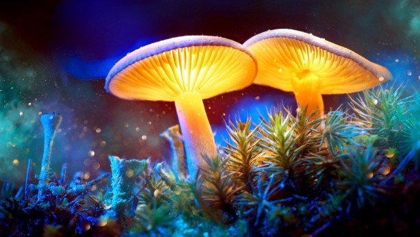 Foto - 15 Mayıs'ta Türkiye'nin her yerinde olacaklar! Uzmanlar vatandaşları uyarıyor: Aman dikkat edin