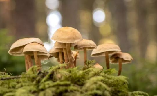 Foto - 15 Mayıs'ta Türkiye'nin her yerinde olacaklar! Uzmanlar vatandaşları uyarıyor: Aman dikkat edin