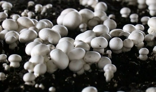 15 Mayıs'ta Türkiye'nin her yerinde olacaklar! Uzmanlar vatandaşları uyarıyor: Aman dikkat edin