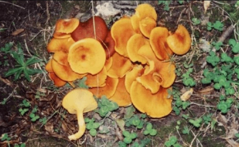 Foto - 15 Mayıs'ta Türkiye'nin her yerinde olacaklar! Uzmanlar vatandaşları uyarıyor: Aman dikkat edin