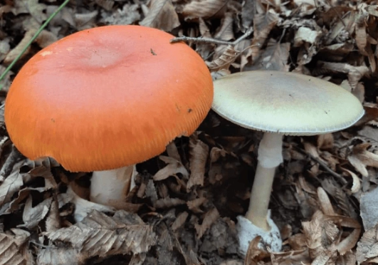 Foto - 15 Mayıs'ta Türkiye'nin her yerinde olacaklar! Uzmanlar vatandaşları uyarıyor: Aman dikkat edin