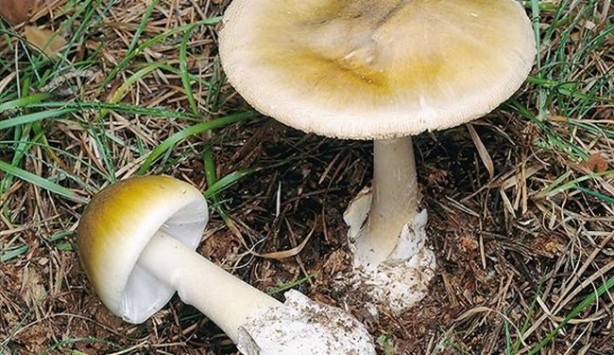 Foto - 15 Mayıs'ta Türkiye'nin her yerinde olacaklar! Uzmanlar vatandaşları uyarıyor: Aman dikkat edin