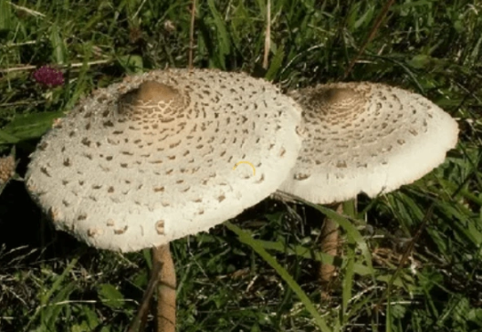 Foto - 15 Mayıs'ta Türkiye'nin her yerinde olacaklar! Uzmanlar vatandaşları uyarıyor: Aman dikkat edin