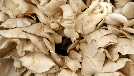 Foto - 15 Mayıs'ta Türkiye'nin her yerinde olacaklar! Uzmanlar vatandaşları uyarıyor: Aman dikkat edin