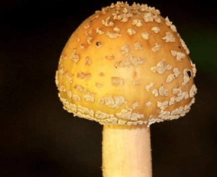 Foto - 15 Mayıs'ta Türkiye'nin her yerinde olacaklar! Uzmanlar vatandaşları uyarıyor: Aman dikkat edin