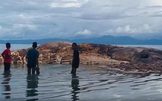 15 metre uzunluğundaki gizemli canlı kıyıya vurdu