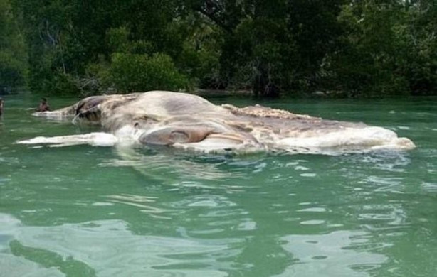 Foto - 15 metre uzunluğundaki gizemli canlı kıyıya vurdu
