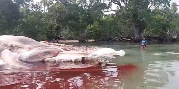 Foto - 15 metre uzunluğundaki gizemli canlı kıyıya vurdu