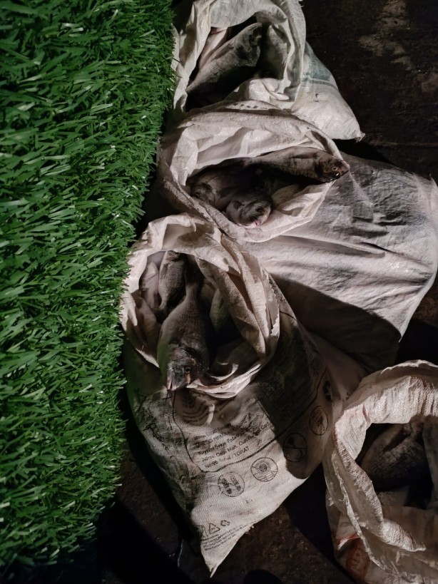 Foto - 1,5 milyon liralık balık operasyonu! Suçüstü yakalandılar