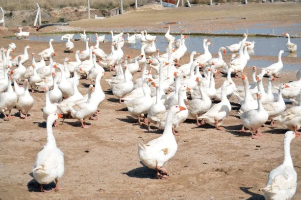Foto - 15 taneyle başladı şimdi çiftlik kurdu: Paraya para demiyor!