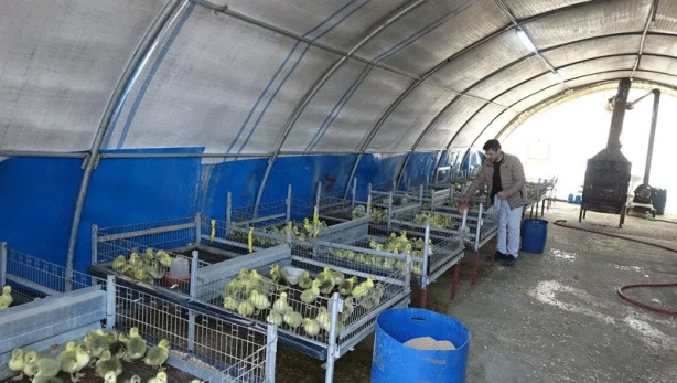 Foto - 15 taneyle başladı şimdi çiftlik kurdu: Paraya para demiyor!