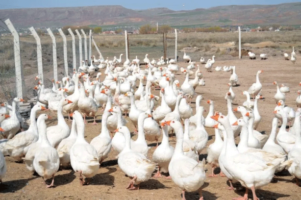 Foto - 15 taneyle başladı şimdi çiftlik kurdu: Paraya para demiyor!