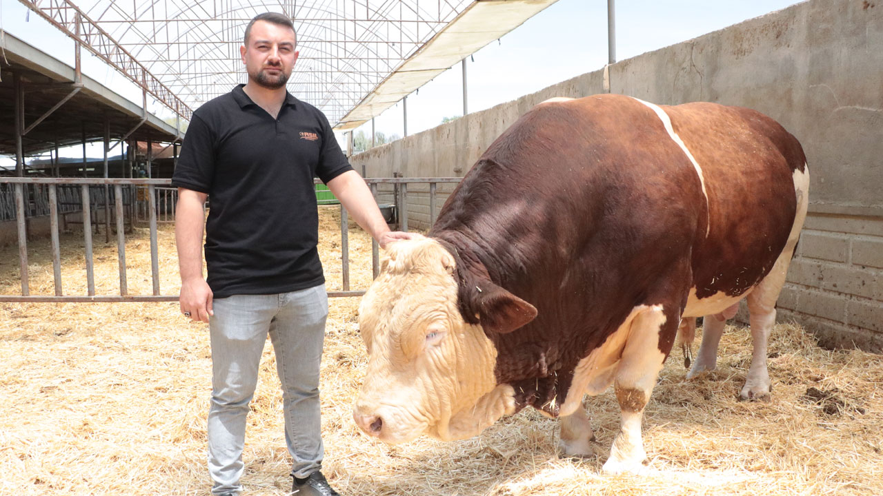 Foto - 1,5 tonluk dev satışta! Bakın Poyraz için ne kadar istiyorlar! 