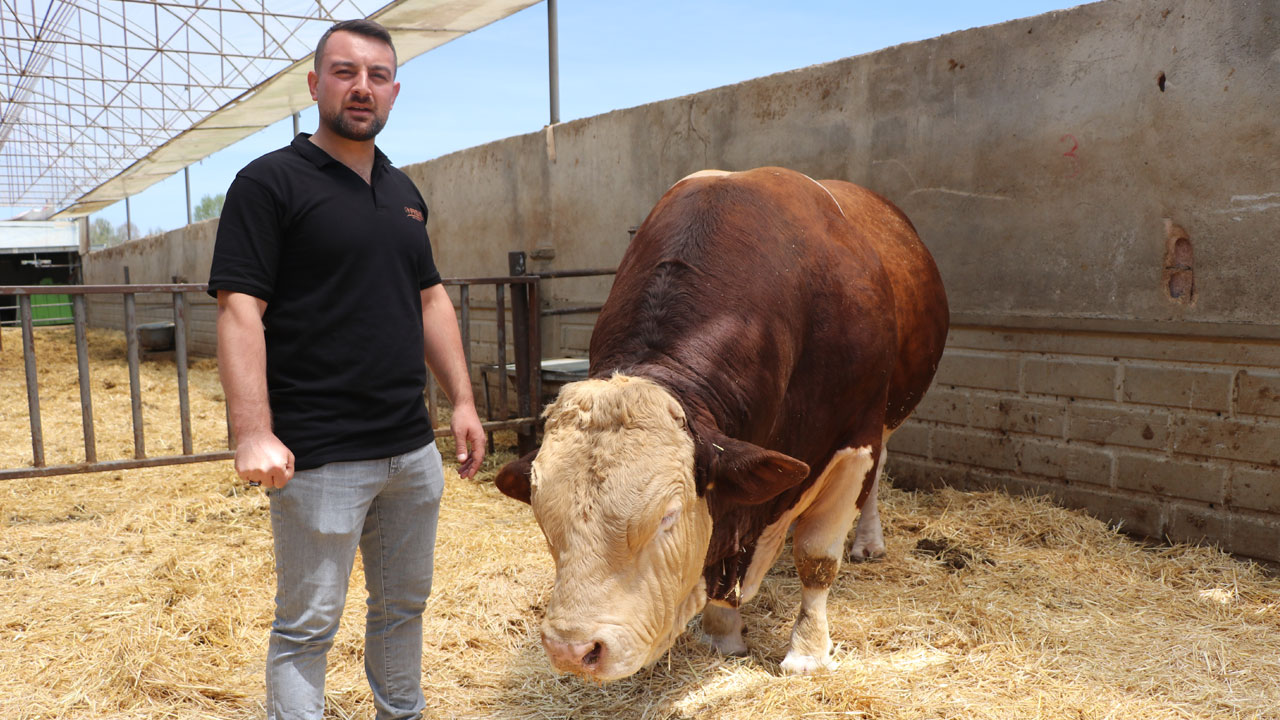 Foto - 1,5 tonluk dev satışta! Bakın Poyraz için ne kadar istiyorlar! 