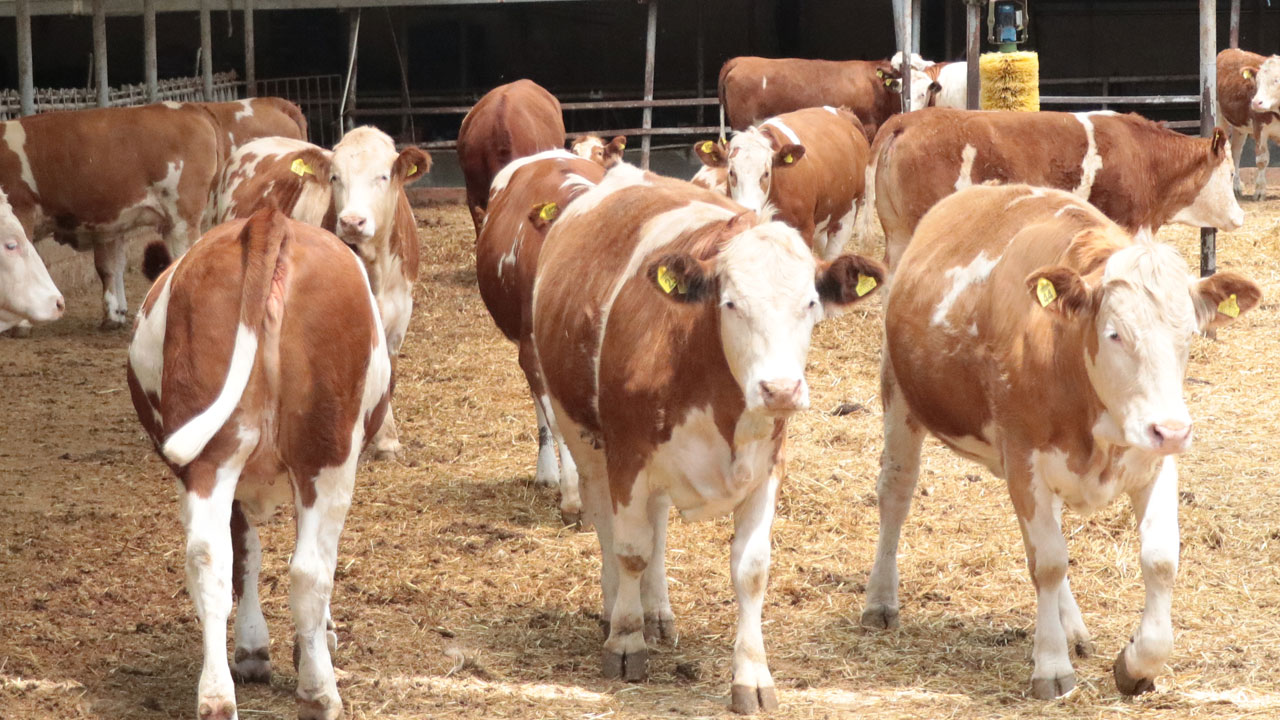 Foto - 1,5 tonluk dev satışta! Bakın Poyraz için ne kadar istiyorlar! 