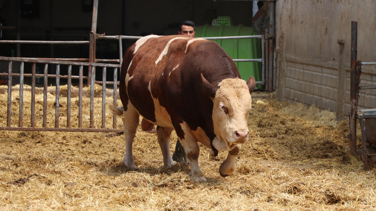 Foto - 1,5 tonluk dev satışta! Bakın Poyraz için ne kadar istiyorlar! 