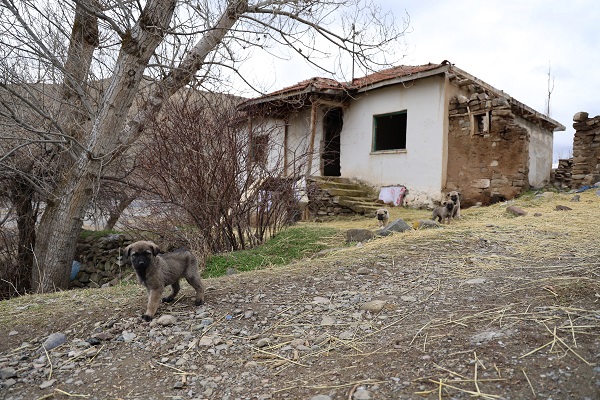 Foto - 15 yıldır kimse uğramıyor! Üç harfli söylentisi köyü bu hale getirdi