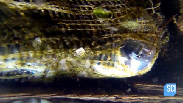 Foto - 150 bin pet şişe kullanarak yüzen ada yaptı