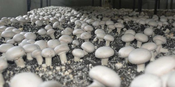 Foto - 150 metrekareden tonlarca ürün kaldırıyor! Üç günde bir onu hasat edip cebini parayla dolduruyor! Sen ne yaptın böyle Orhan abi