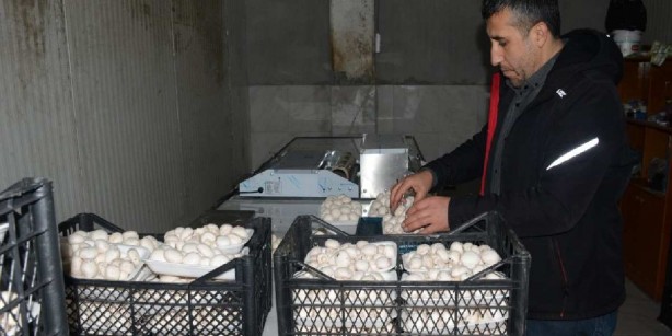 Foto - 150 metrekareden tonlarca ürün kaldırıyor! Üç günde bir onu hasat edip cebini parayla dolduruyor! Sen ne yaptın böyle Orhan abi