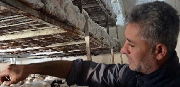 150 metrekareden tonlarca ürün kaldırıyor! Üç günde bir onu hasat edip cebini parayla dolduruyor! Sen ne yaptın böyle Orhan abi