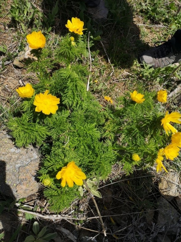 Foto - 150 yıl sonra tekrar açan çiçeğe paha biçilemiyor