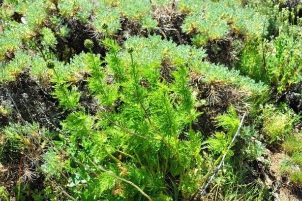 Foto - 150 yıl sonra tekrar açan çiçeğe paha biçilemiyor