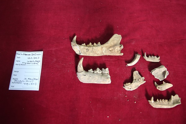 Foto - 1500 yıllık Anadolu leoparı kemikleri bulundu