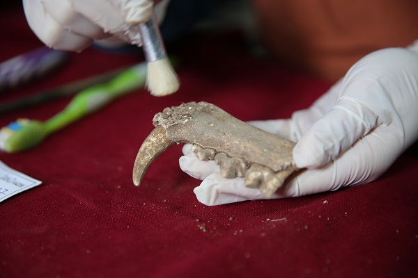Foto - 1500 yıllık Anadolu leoparı kemikleri bulundu