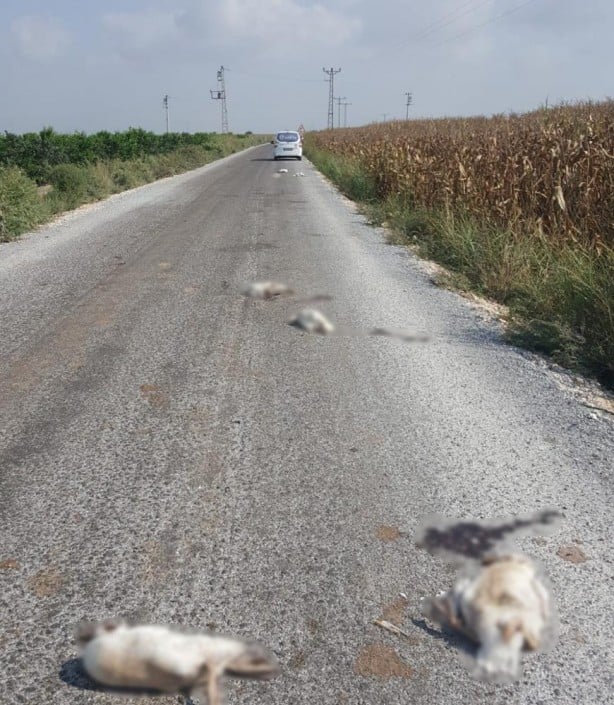 15'i telef olmuş halde bulundu