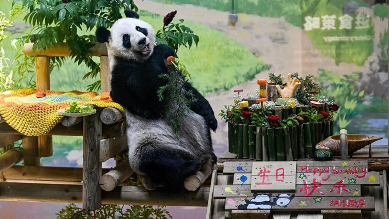 15’inci yaşına böyle girdi! Dev panda Xing Mei’ye özel kutlama