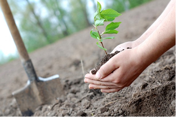 Foto - 16 bin fidanı toprakla buluşturuyor! Atılan bu adım gönüllere dokunuyor!